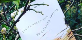 Imagem mostrando o livro entre alguns galhos. Na capa do livro é possivel notar o titulo, com frases onduladas: "Claros sussurros de celestes ventos", com um céu quase branco de fundo, e abaixo, parte de uma plantação.