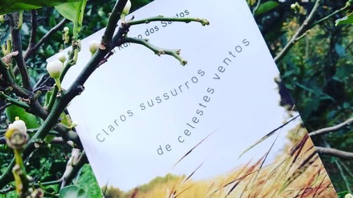 Imagem mostrando o livro entre alguns galhos. Na capa do livro é possivel notar o titulo, com frases onduladas: 